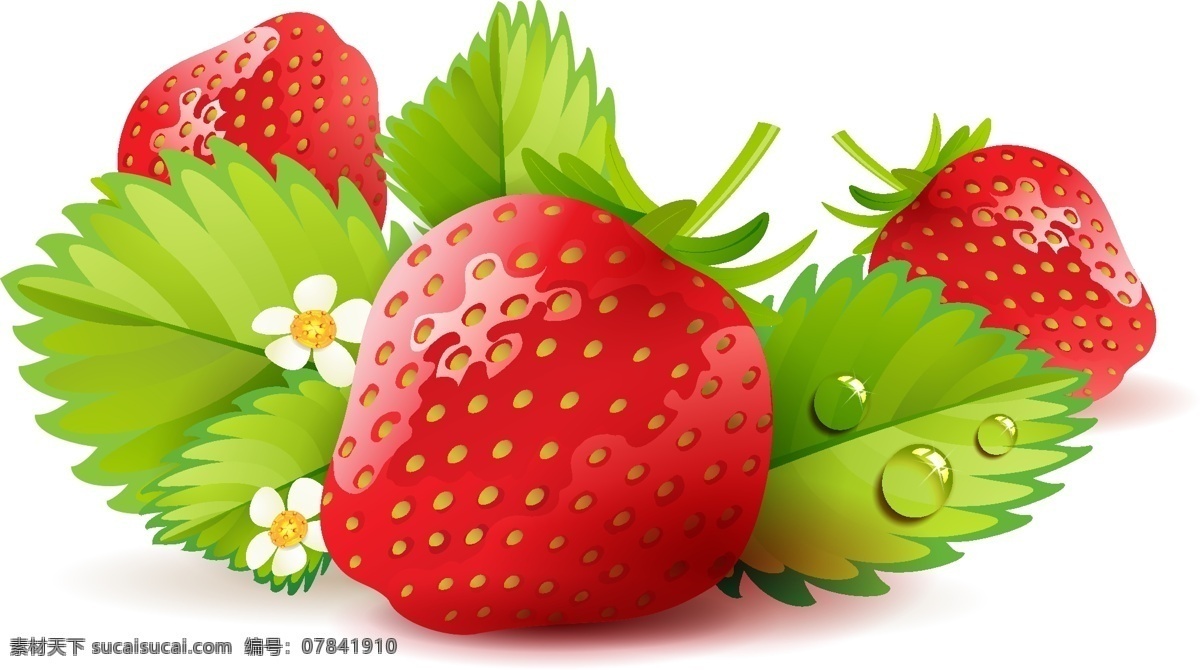 草莓 凤梨草莓 新鲜草莓 鲜草莓 水果 红草莓 矢量素材 矢量 草莓素材 矢量草莓素材 新鲜草莓素材 新鲜 矢量水果 草莓花 草莓叶子 绿色叶子 小草莓 心形草莓 爱心草莓