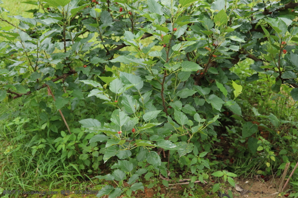 桑 桑叶 树叶 叶子 桑葚 桑树叶 桑葚叶 植物 自然 桑树图片 桑果 桑葚果 桑葚树 江南风景 生物世界 树木树叶