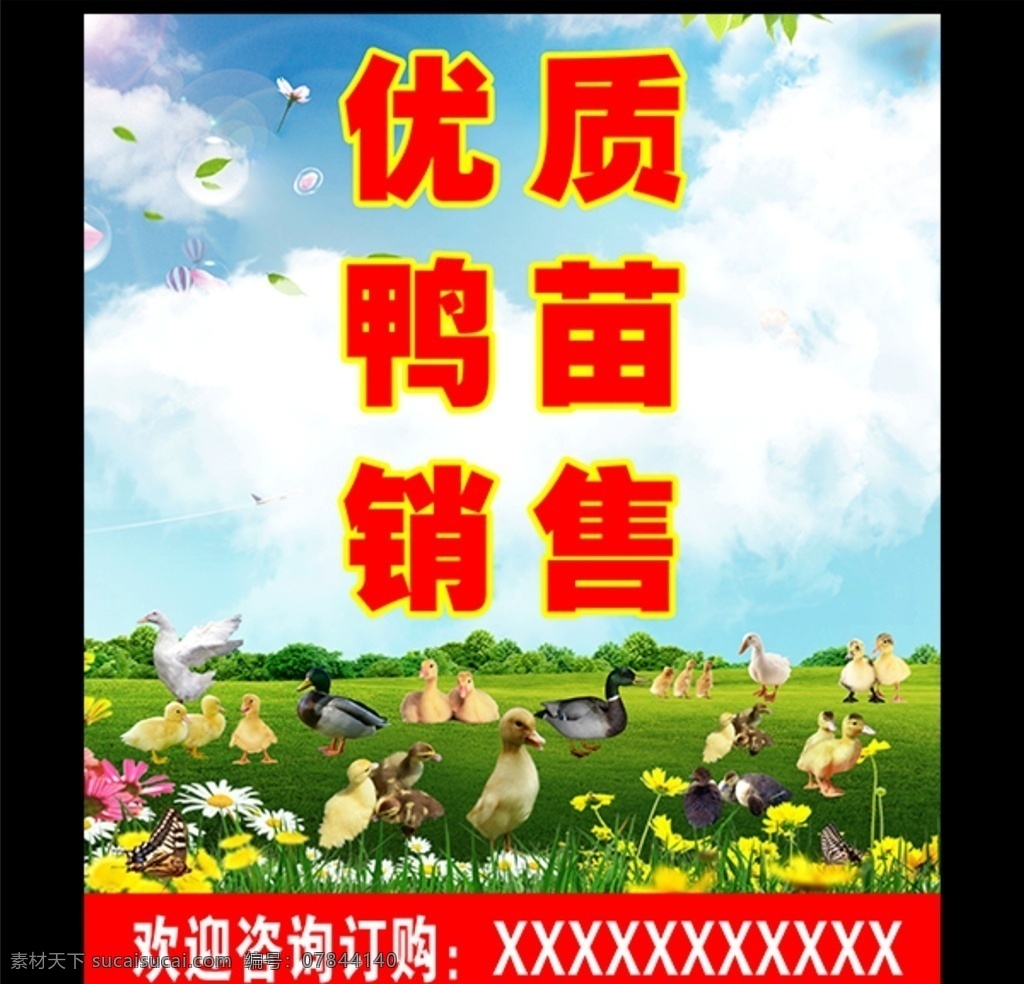 优质鸭苗销售 优质鸭苗 鸭苗销售 销售 海报 写真 平面设计 分层