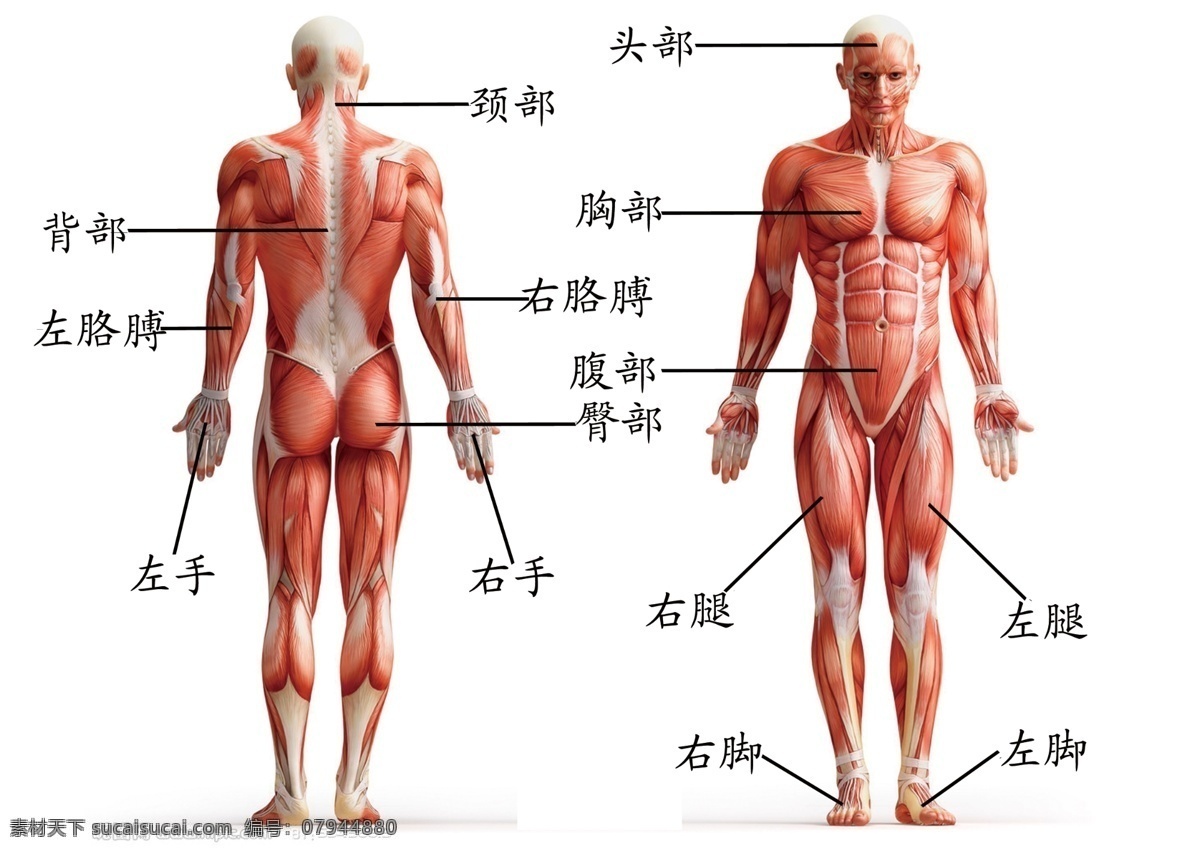 人体部位图 icu示意图 icu 示意图 卡 分层 源文件