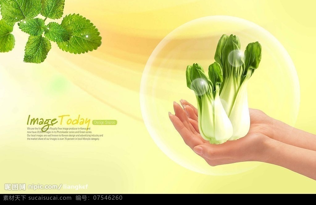 高清晰 新鲜 小白菜 分层 超市 水果 蔬菜 新鲜小白菜 分层psd 绿色食品 背景 底纹 源文件 源文件库 200