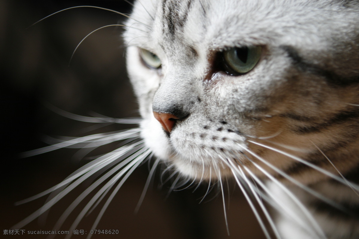 美国 短 毛 猫 猫咪 生物世界