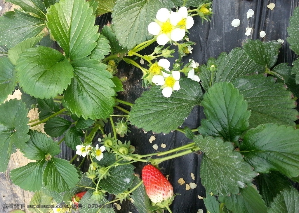 草莓花图片 草莓 草莓花 草莓叶子 根茎植物 一颗草莓 水果 生物世界