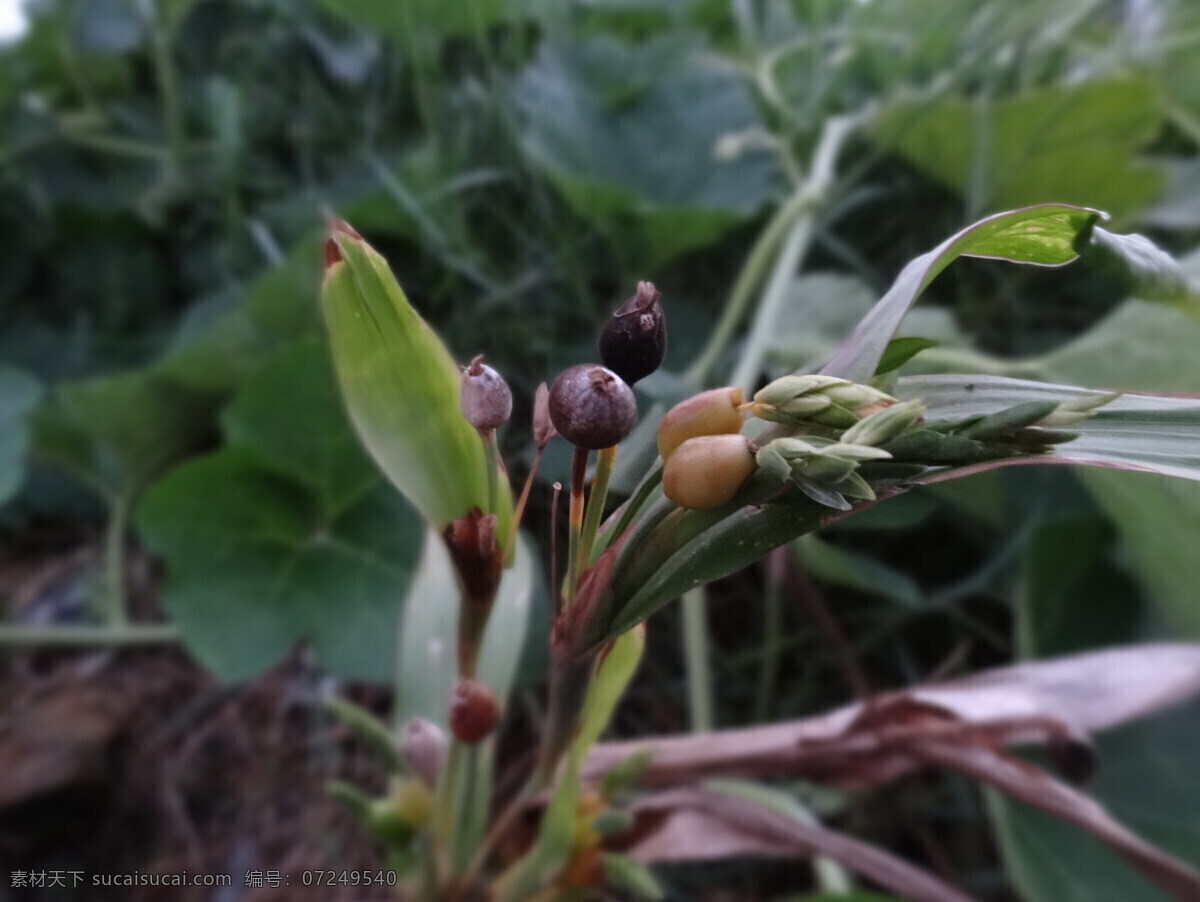 薏仁 薏仁米 花草 五谷 粮食 野生 生物世界