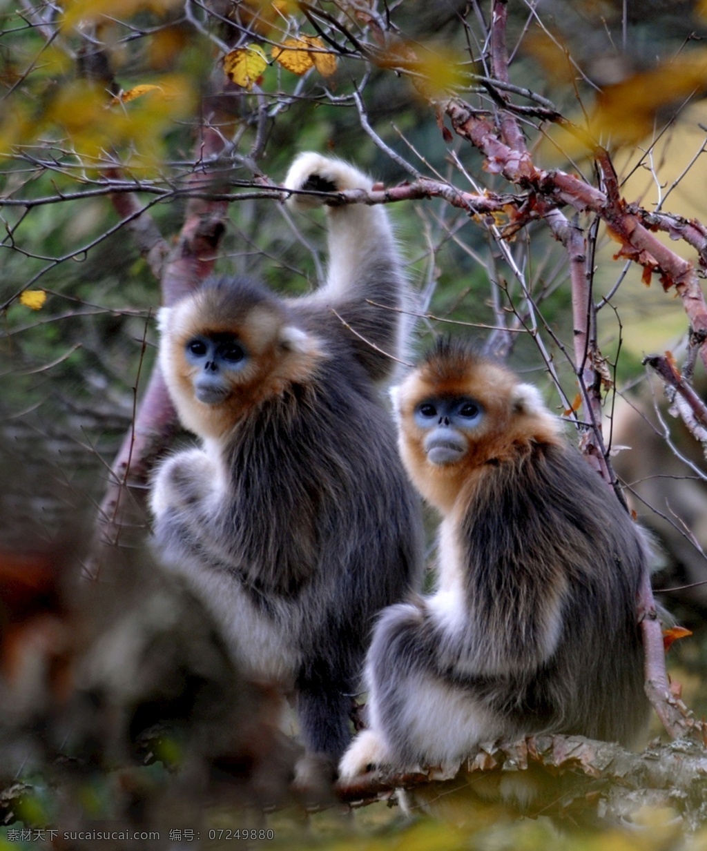 川金丝猴 猴 猴子 特写 自然 哺乳动物 生物世界 野生动物