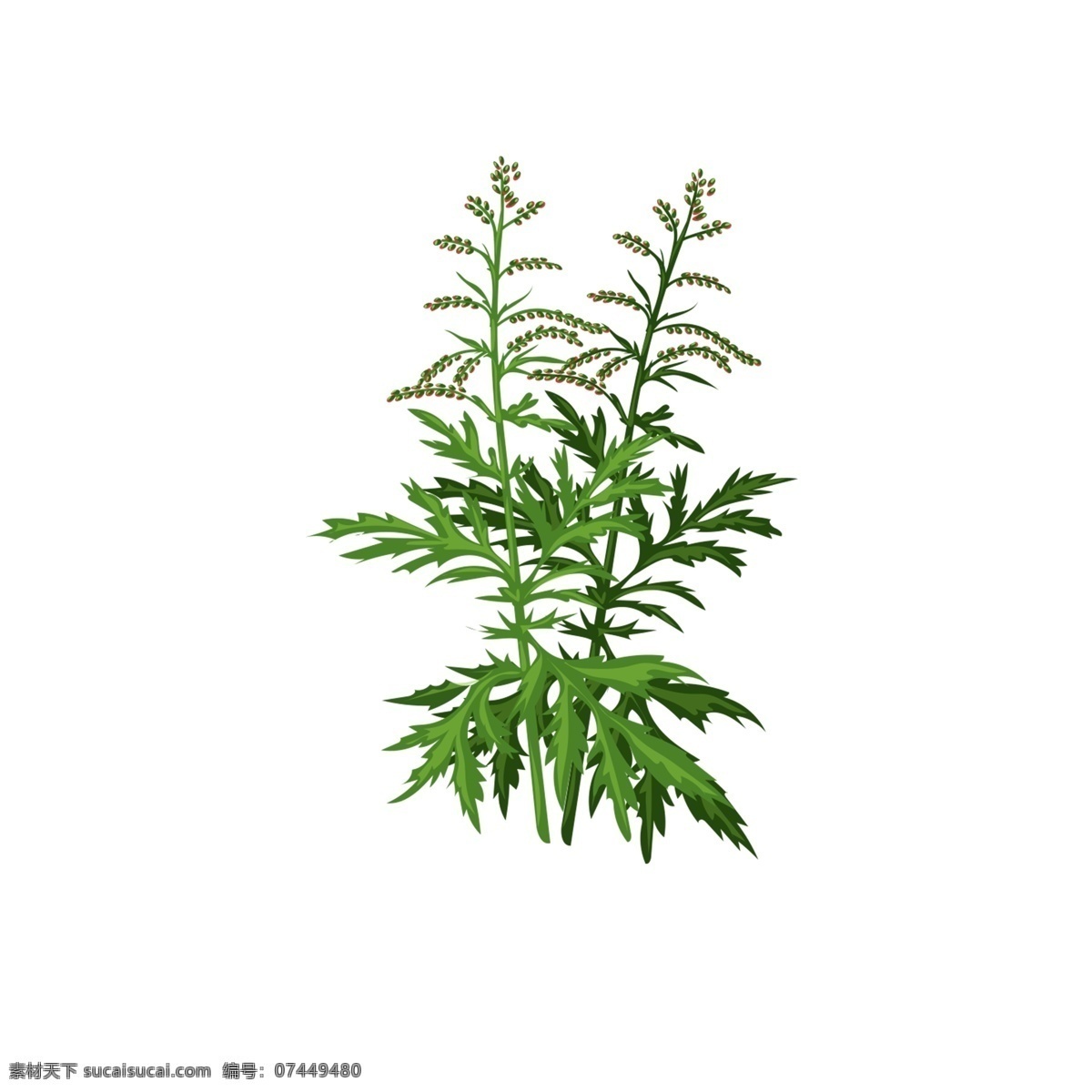 常见 野草 装饰 简约 绿色 植物 草 装饰素材