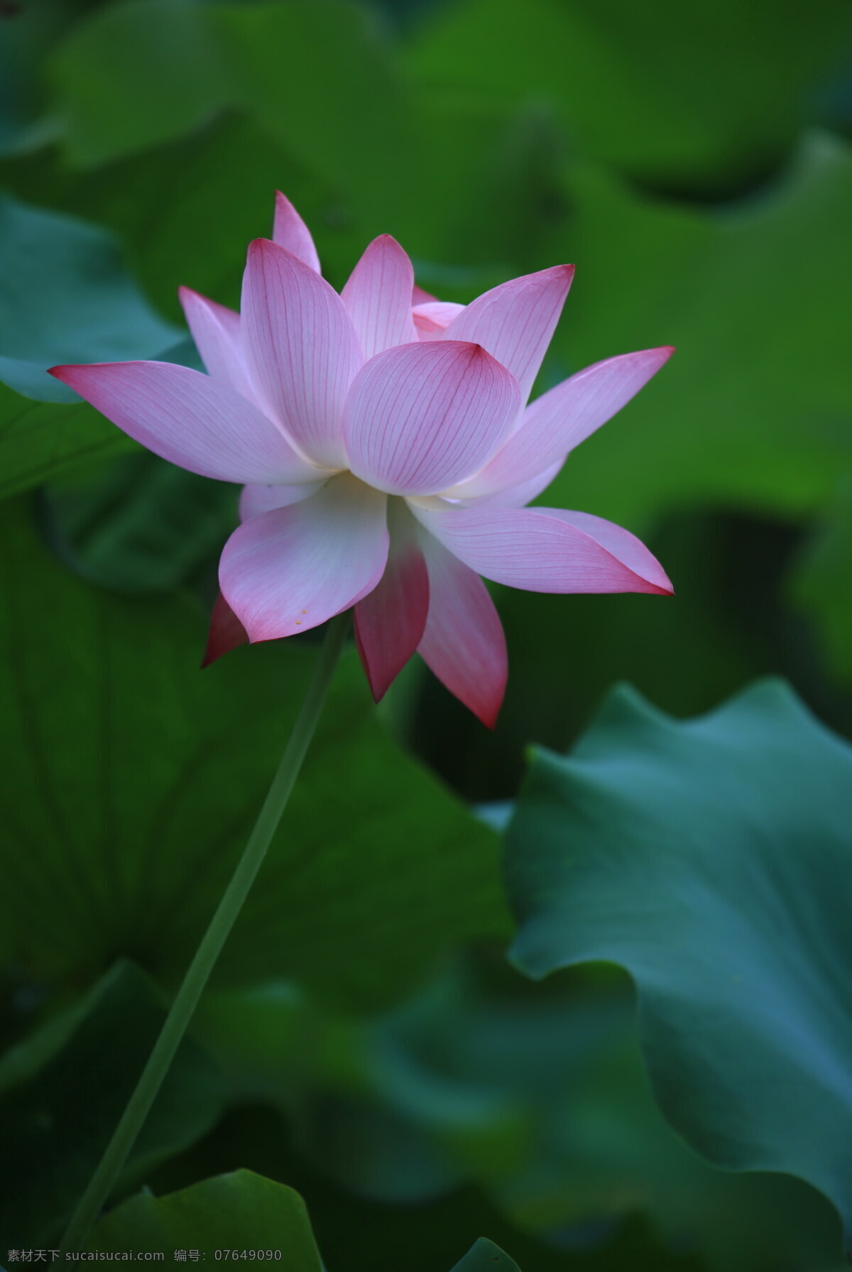 莲花 壁纸 大图 荷花 万亩荷塘 独芳 生物世界 花草