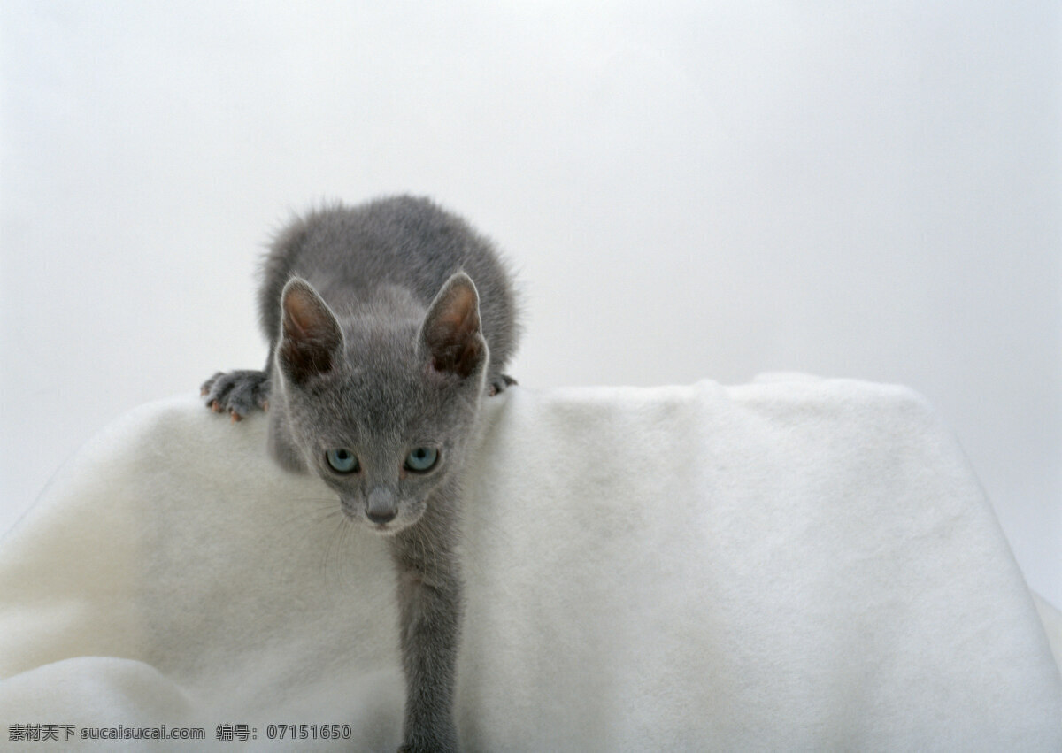 沙发 上 猫 小猫 动物摄影 宠物 可爱的猫 家猫 猫咪 小猫图片 家禽家畜 生物世界 猫咪图片