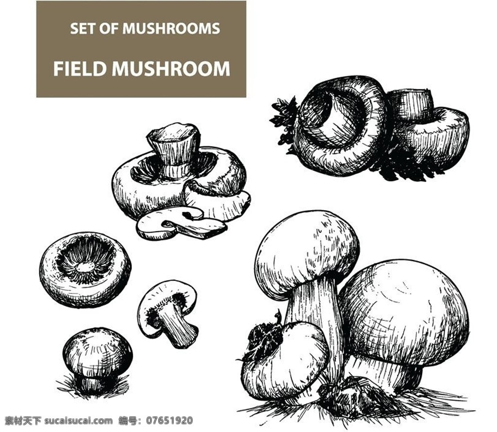 蘑菇食用菌 蘑菇 鲜菇 食用菌 野生蘑菇 美味 食材 食物 时尚背景 绚丽背景 背景素材 背景图案 矢量背景 背景设计 抽象背景 抽象设计 卡通背景 矢量设计 卡通设计 艺术设计 餐饮美食 生活百科 矢量