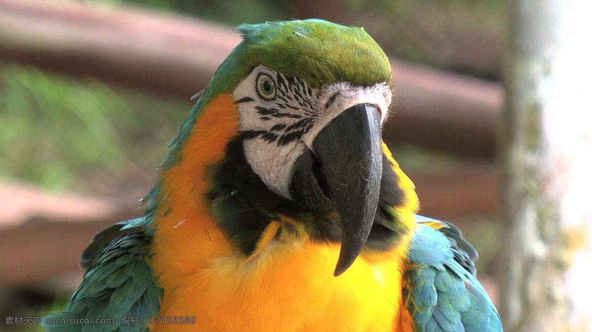 亚马逊 鹦鹉 头 录像 视频免费下载 其他视频