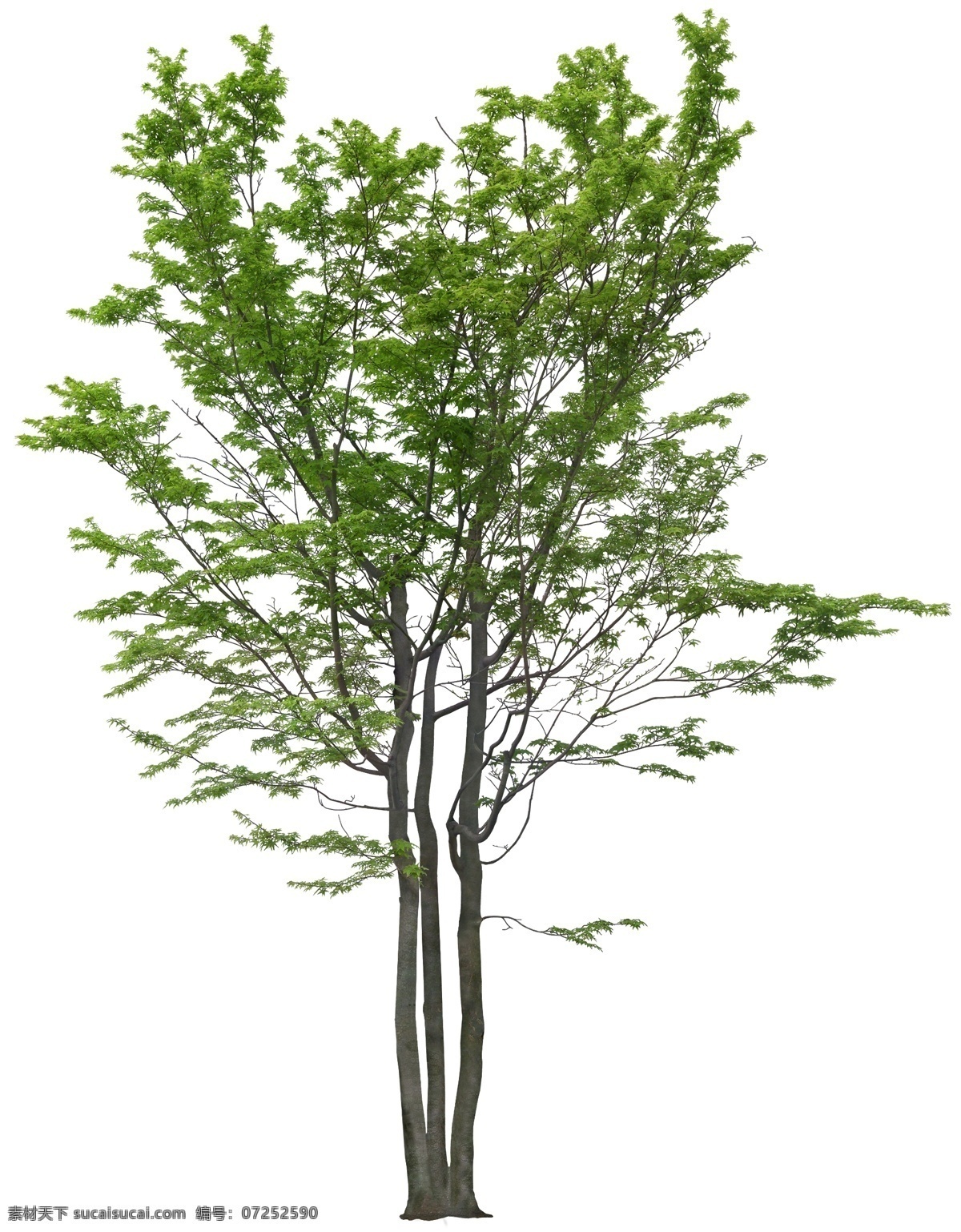 红叶 树 红叶树 红叶树素材 红叶树psd 乔木 树木 植物素材 psd素材 植物 绿化素材 环境设计 景观设计