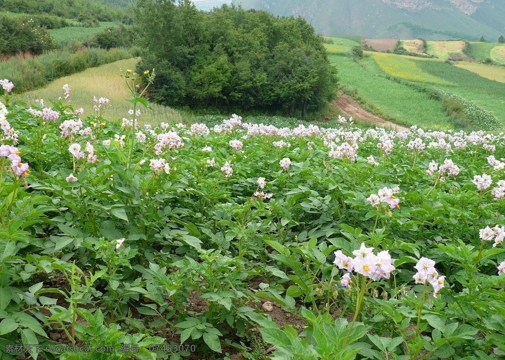 洋芋花 自然景观 田园风光 花朵 梯田 马铃薯 洋芋 花 花草 壁纸 山坡 土地 绿叶 白花 花丛 农田广告 山水风景
