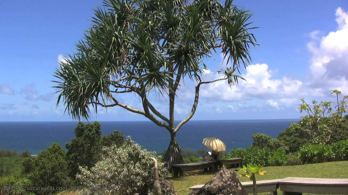 考 艾人 股海 录像 伞 海 海洋 景观 热带 人 视频免费下载 树 太平洋 夏威夷 考艾 自然 棕榈 水 其他视频