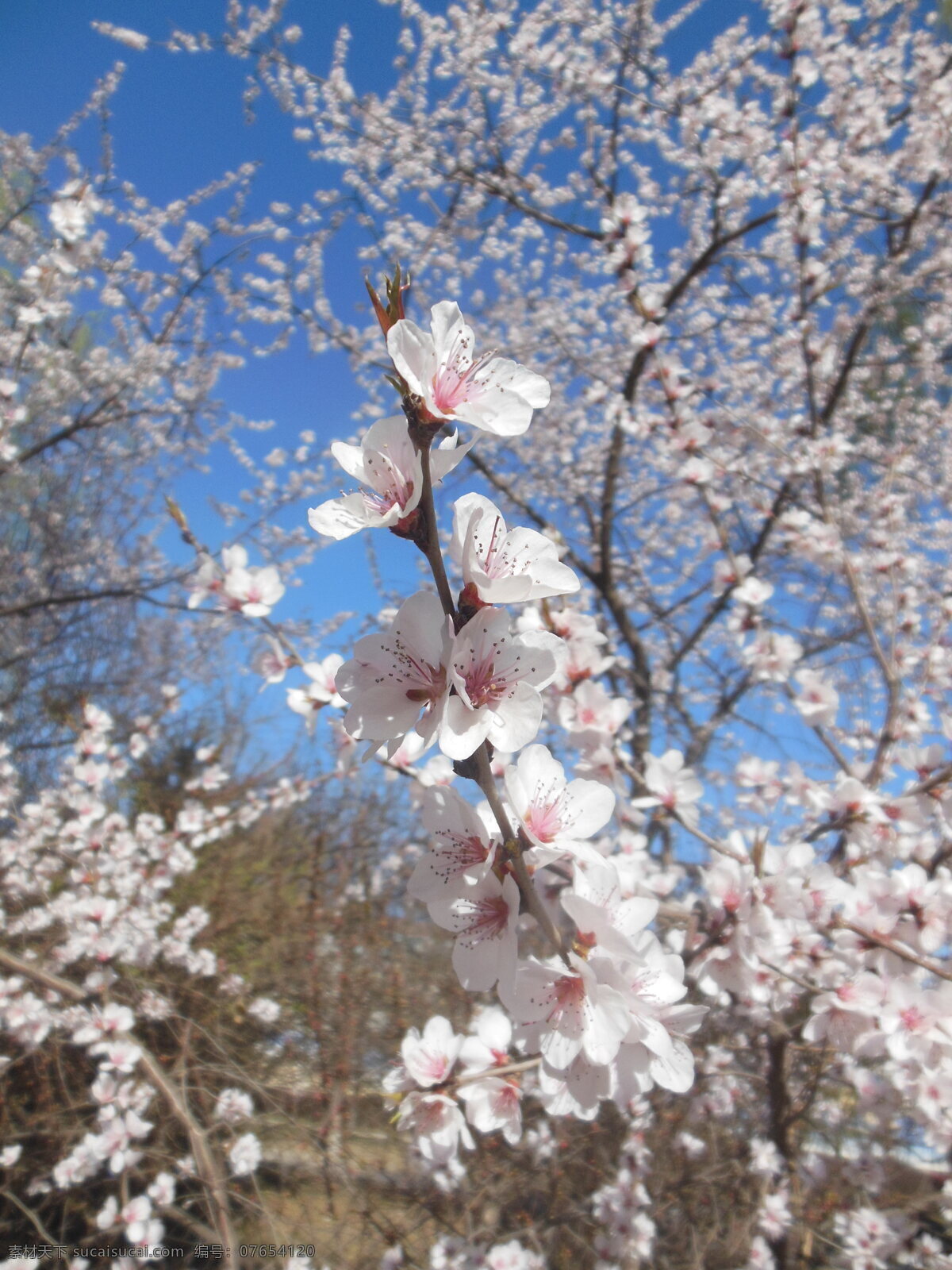 杏花 花朵 花海 白色 树木 天空 春天 生物世界 杏花图片 花草