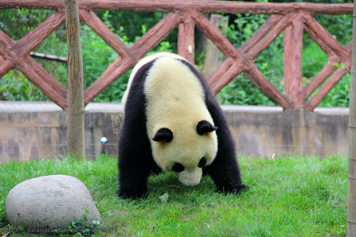 大熊猫 四川 成都 繁殖 基地 动物 野生动物 生物世界