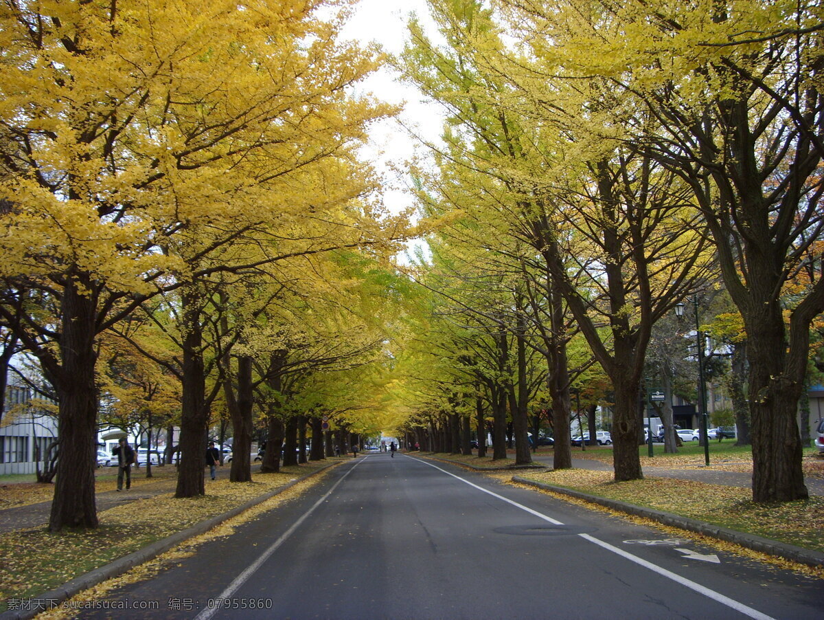 北海道 札幌 公路 风景 札幌公路 树木 札幌风景 北海道风景 自然风景 自然景观