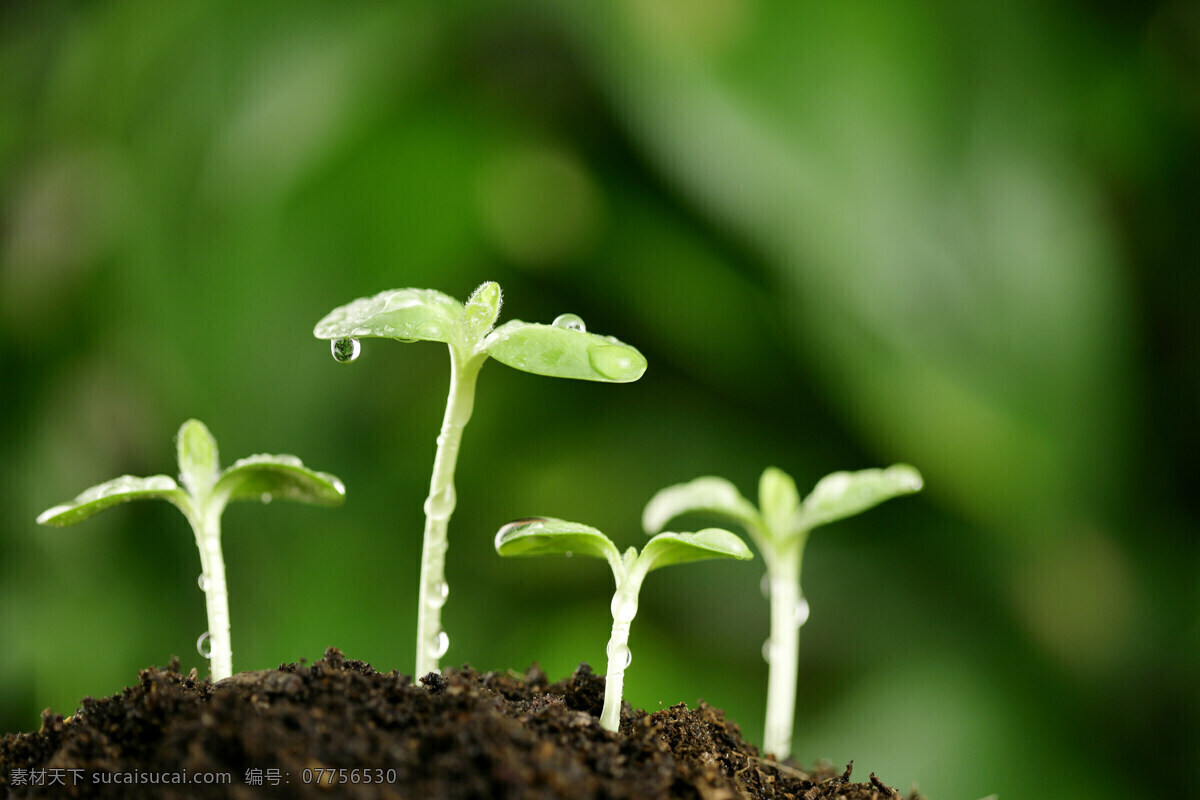 茁壮嫩芽 茁壮 嫩芽 成长 坚强 绿色 花草 生物世界