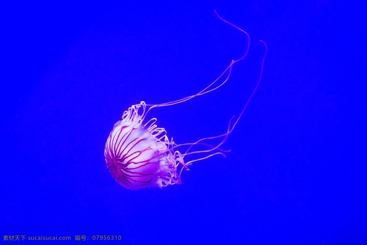 透明的水母 海洋 生物 唯美 透明 水母 海蜇 生物世界 海洋生物