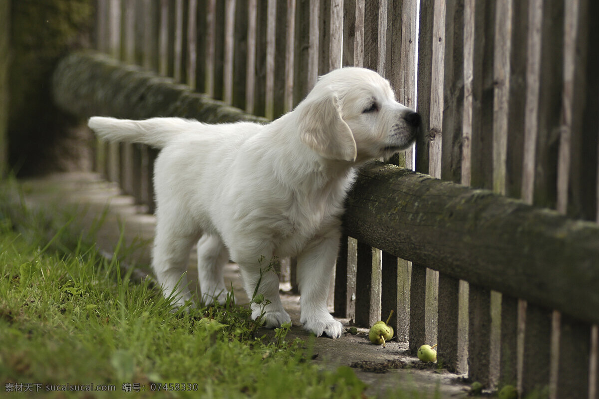正在 漫步 小狗 狗 宠物狗 高清摄影 可爱的小狗 小狗狗 高清小狗 散步 遥望 木栅栏 狗狗图片 生物世界
