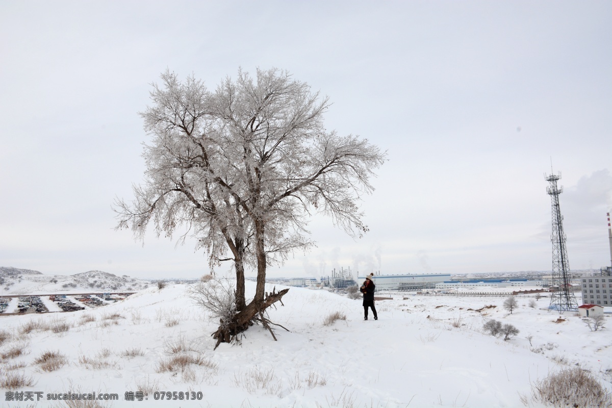 雪中大树 内蒙古 克什克腾旗 大学 树木 雾凇 冬天 寒冷 大雪 树木枝叶 生物世界 树木树叶