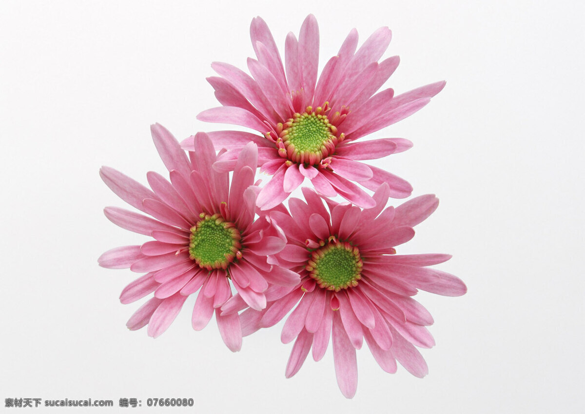 位图免费下载 服装图案 花朵 花卉 位图 植物摄影 面料图库 服装设计 图案花型