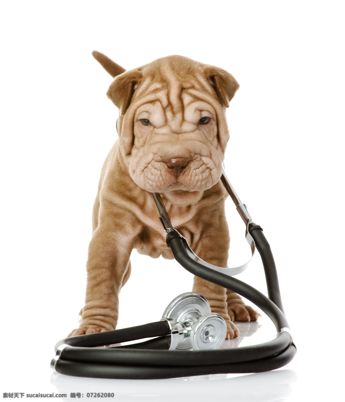 戴 听诊器 沙皮 犬 动物 宠物 沙皮犬 医疗器械 医疗器材 陆地动物 生物世界 白色