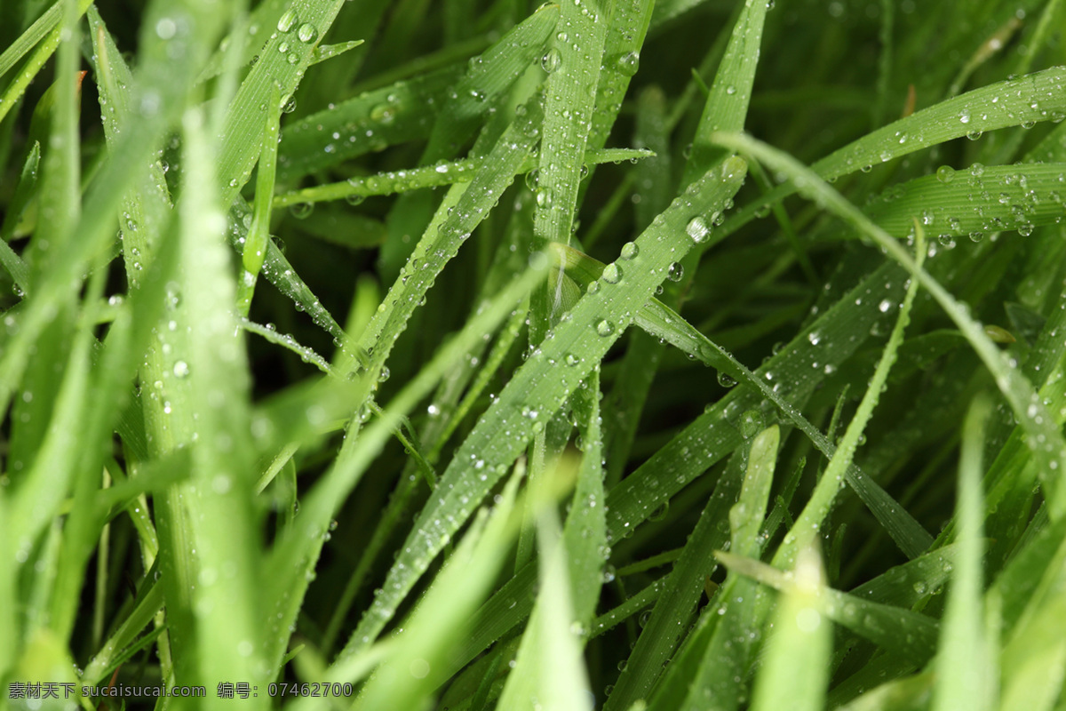 草 花草 环保 露水 露珠 绿草 绿色 绿叶 水珠 晶莹剔透 绿叶上的水珠 水滴 漂亮水珠 雨水 晨露 青草 微距拍摄 植物 植被 生态 花草主题 绿叶背景 生物世界 花草高清图片 水珠水花水滴 自然风景 自然景观 psd源文件