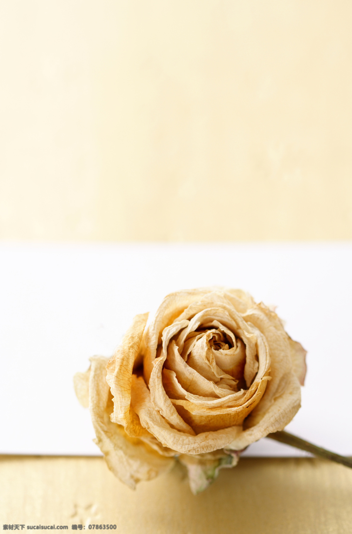 金色 玫瑰花 背景 花朵 美丽鲜花 金色玫瑰 婚礼素材 婚庆素材 情人节背景 其他类别 生活百科