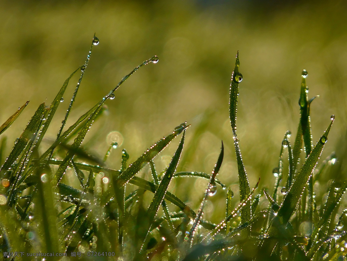 绿色 草地 露水 高清 草 雨露 水珠