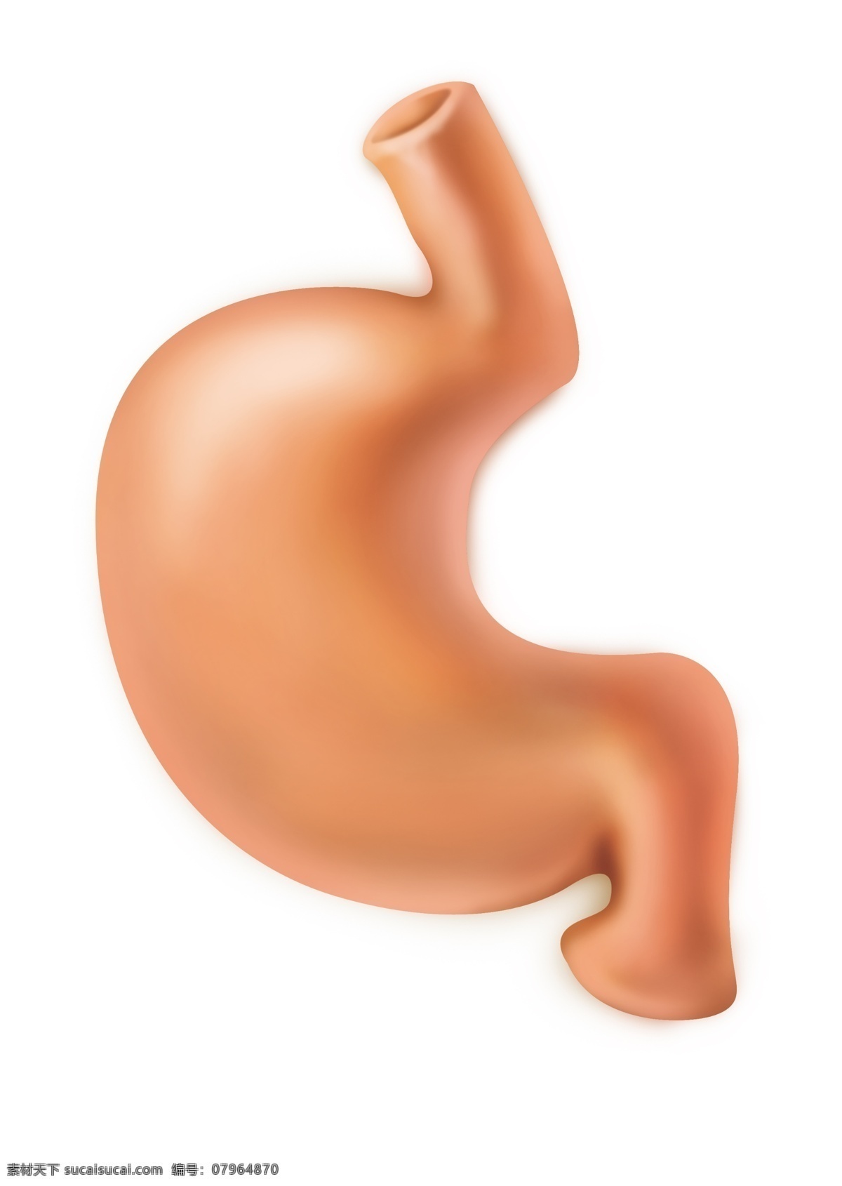 胃肠图片 胃 手绘胃 胃肠 医疗 无背景 psd分层 消化系统 胃肠真实图片 胃肠科 源文件 分层