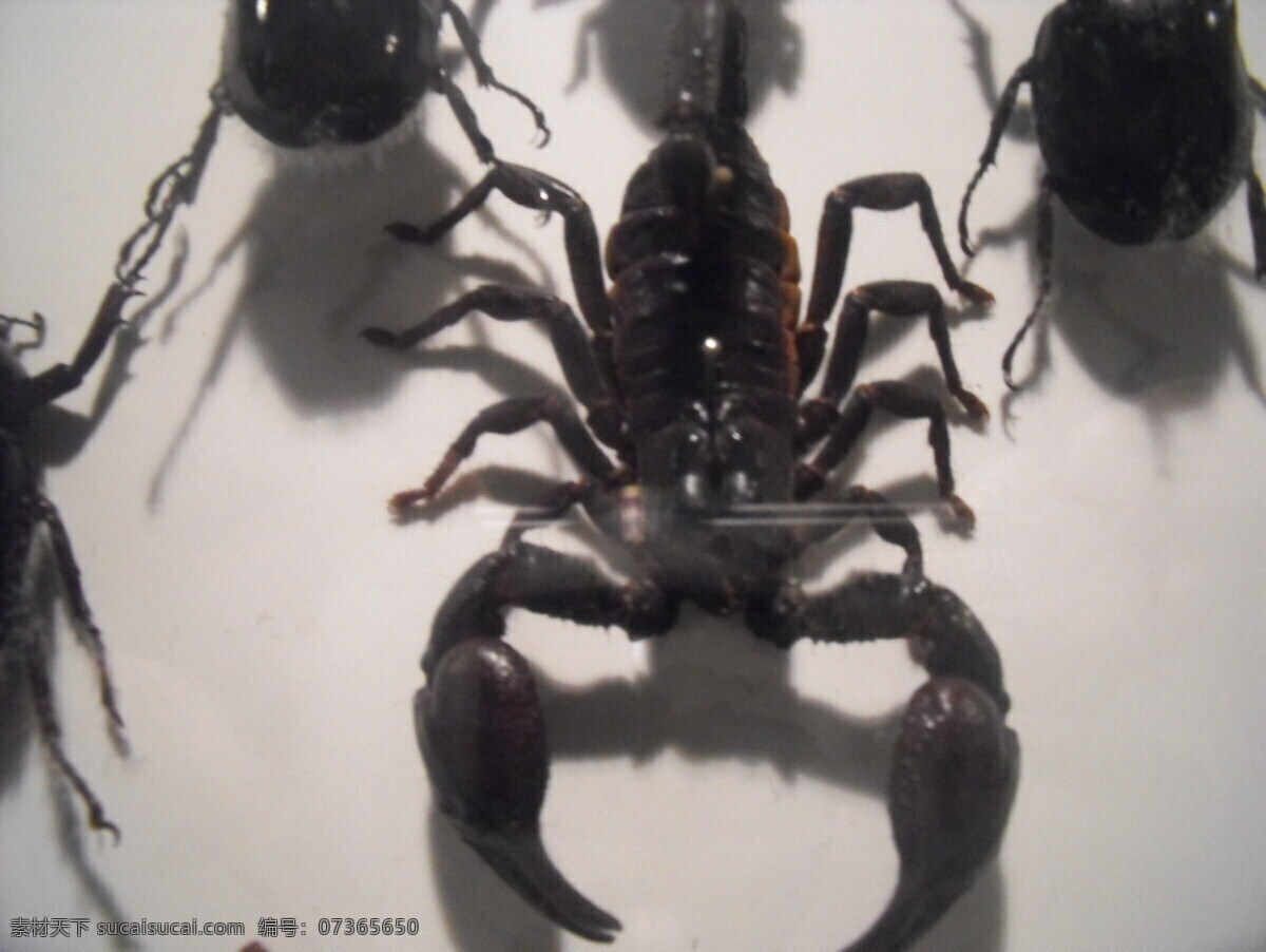 蝎子 虫子 动物 动物世界 昆虫 生物世界 恐惧 害怕
