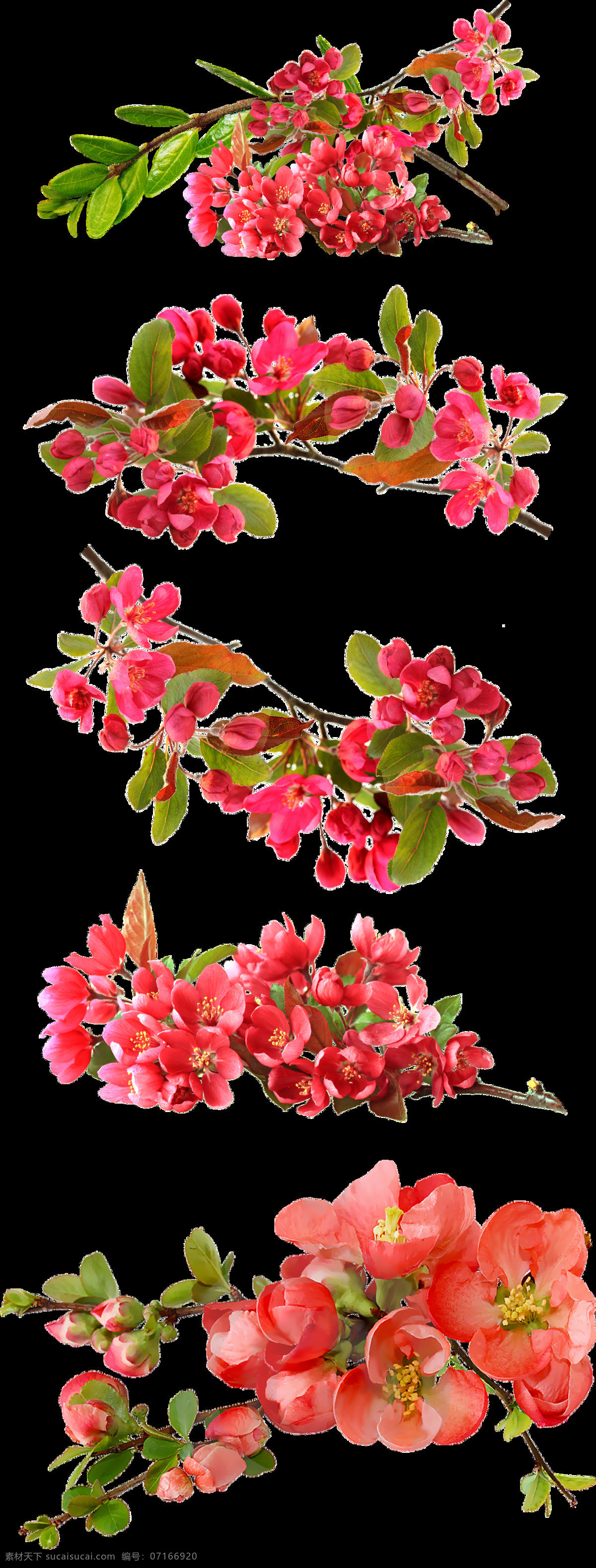 水彩 鲜花 图 透明 装饰 免 扣 传统 粉色 花卉 绿色 绿叶 透明素材 中国风