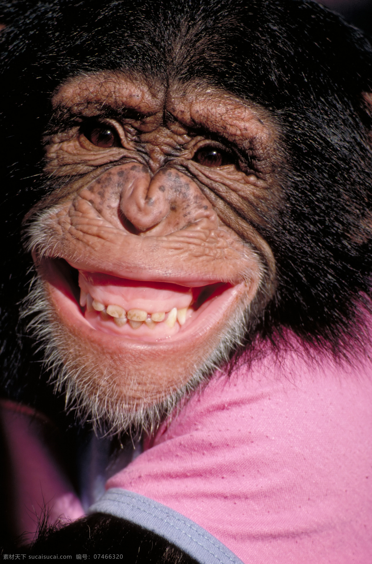 黑猩猩 可爱动物 猩猩 动物世界 陆地动物 生物世界