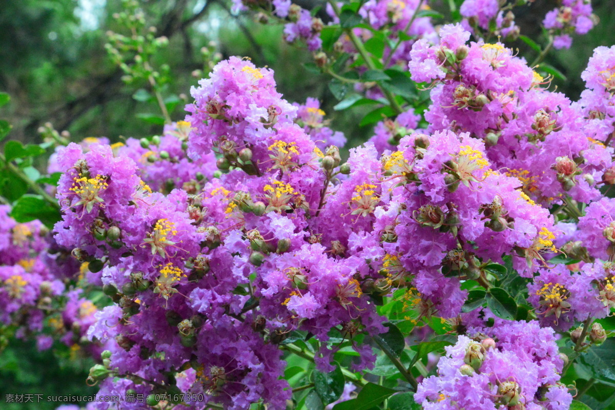 紫薇花 紫薇树 园林美景 满堂红 灌木 紫薇 花卉 枝叶 花儿 花草 园林绿化 绿化景观 生物世界