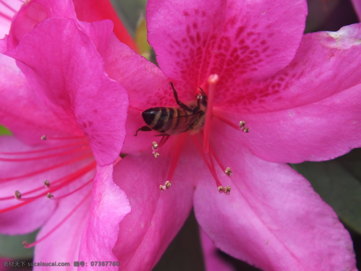 映山红 花卉 鲜花 蜜蜂 昆虫 花朵 微距摄影花卉 生物世界 花草 紫色