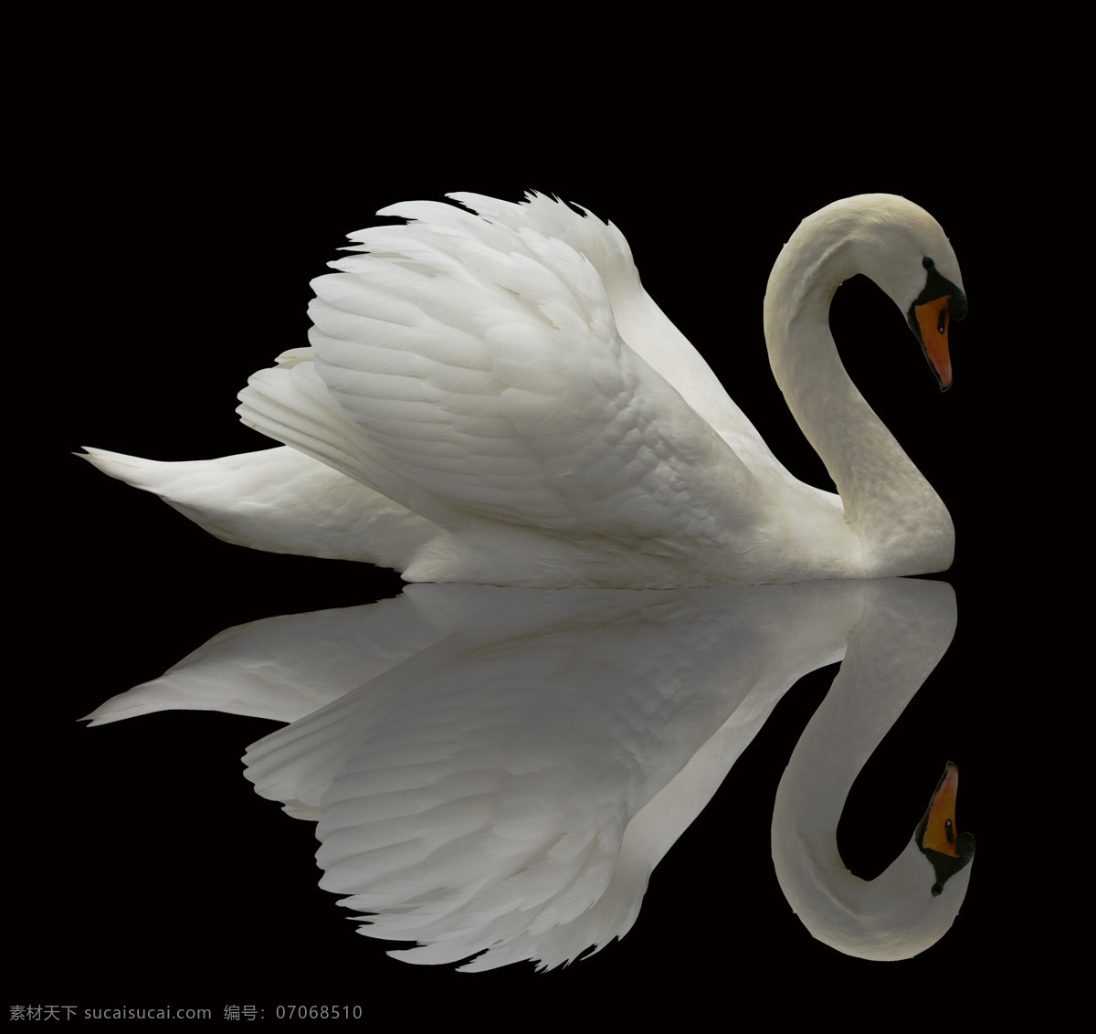 高清 天鹅 素材图片 天鹅摄影 天鹅素材 动物 动物世界 空中飞鸟 生物世界