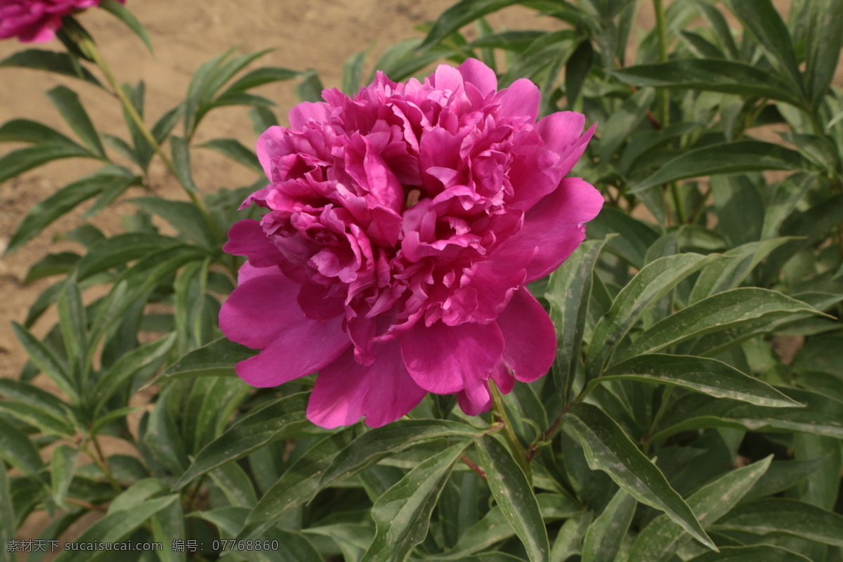 芍药花 芍药 将离 离草 花卉 花儿 花骨朵 花草 植物 园林绿化 绿化景观 花朵 花蕊 园艺 芍药牡丹 生物世界