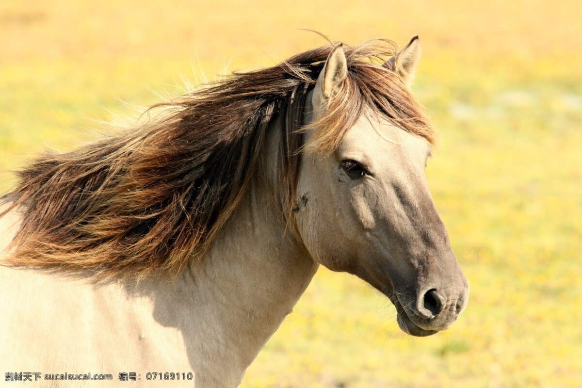 骏马 马 匹马 草原 骑士 白马 马姿势 神马 马头 动物 生物世界 野生动物