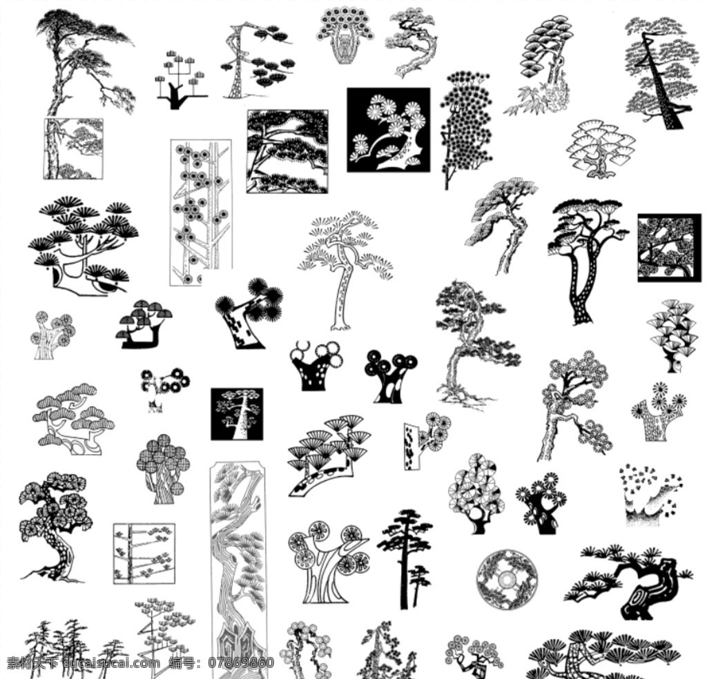 松树 常青树 松木 树木 松树枝 树干
