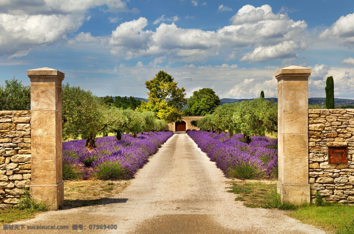 美丽 薰衣草 围墙 风景 法国风光 普罗旺斯 美丽风景 美丽景色 美景 美丽风光 花草树木 生物世界