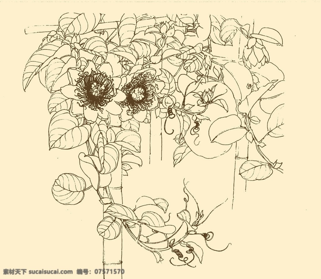 白描花卉 白描 花卉 线描 线画 线稿 中国画 国画 花草 分层 源文件