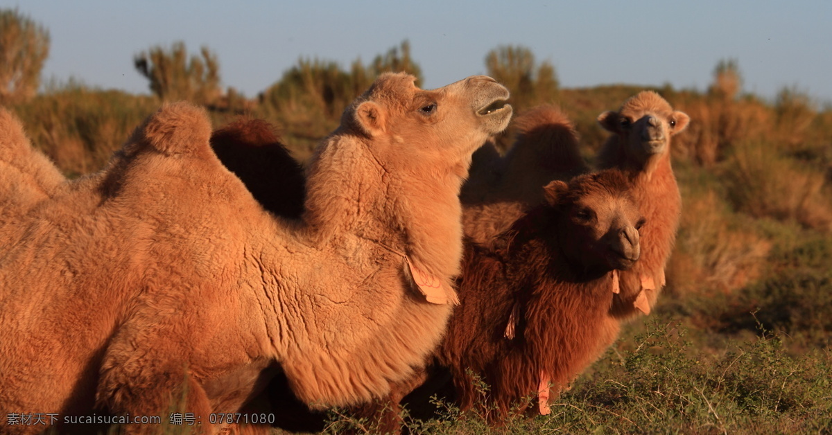 骆驼 内蒙乌拉特 乌拉特草原 内蒙古草原 秋天的草原 驼队 生物世界 野生动物