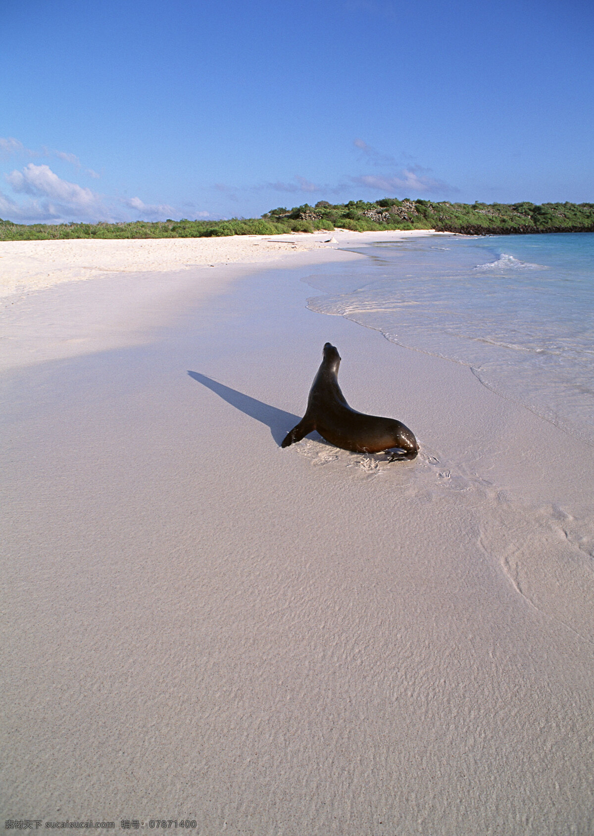 沙滩 上 海豹 动物世界 生物世界 大海 海滩 海豚 水中生物