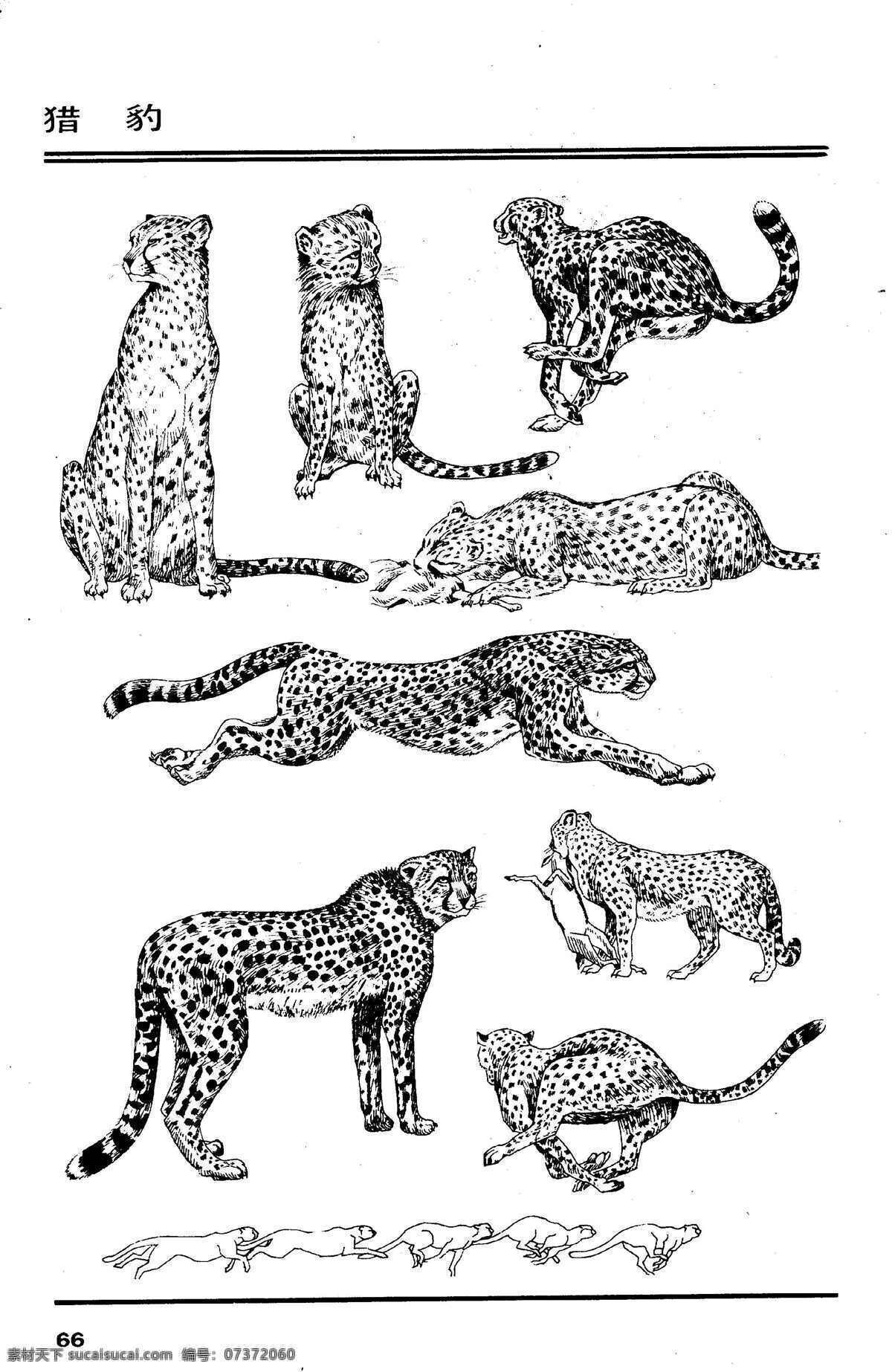 画兽谱69 猎豹 百兽 兽 家禽 猛兽 动物 白描 线描 绘画 美术 禽兽 野生动物 画兽谱 豹 生物世界 设计图库