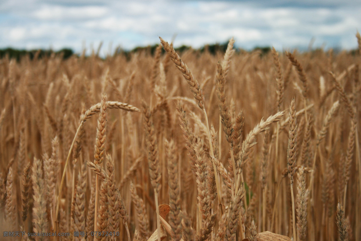 小麦 金黄色 麦子 自然麦子 实物 大米 自然风景系列 自然景观 自然风光