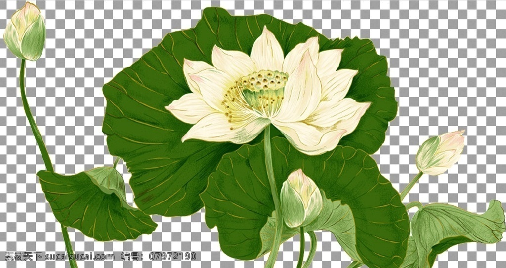 手绘荷花图片 手绘荷花 荷花 蜻蜓 透明底荷花 荷花元素 荷花素材 荷花装饰 手绘元素 手绘素材 手绘装饰 花朵 花朵素材 花朵装饰 鲜花 鲜花素材 青莲居士 意境 荷叶 荷叶元素 荷叶素材 水墨荷花 中国风 中国画 透明底 免抠图 分层图 通道 植物透明底 分层
