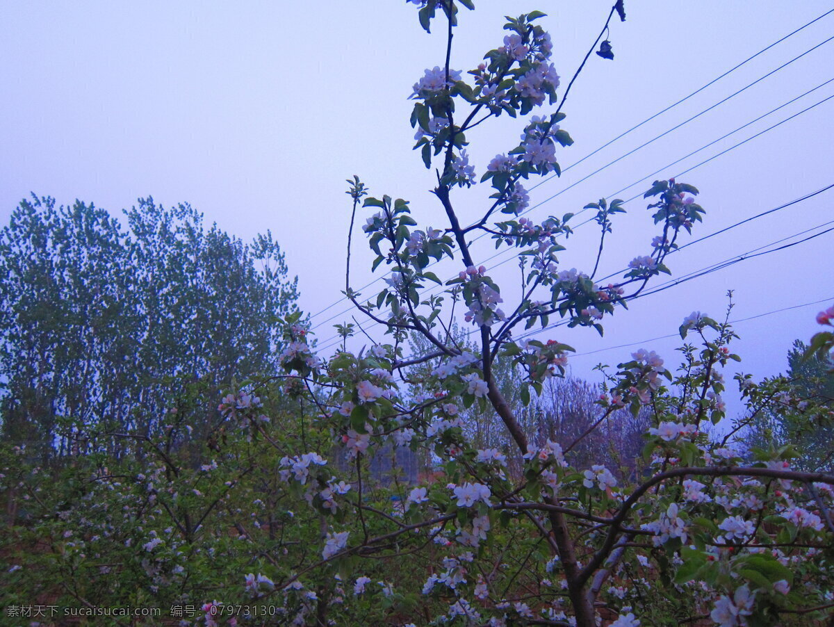 苹果花 花 簇拥 白色 全株苹果树花 花草 生物世界 蓝色