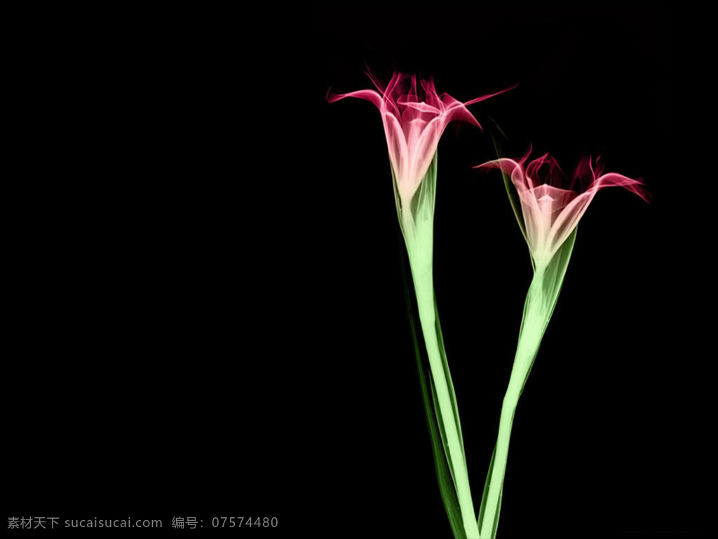 粉红色 花 透视图 效果图 视觉冲击图 创意透视图 花草透视图 植物透视图