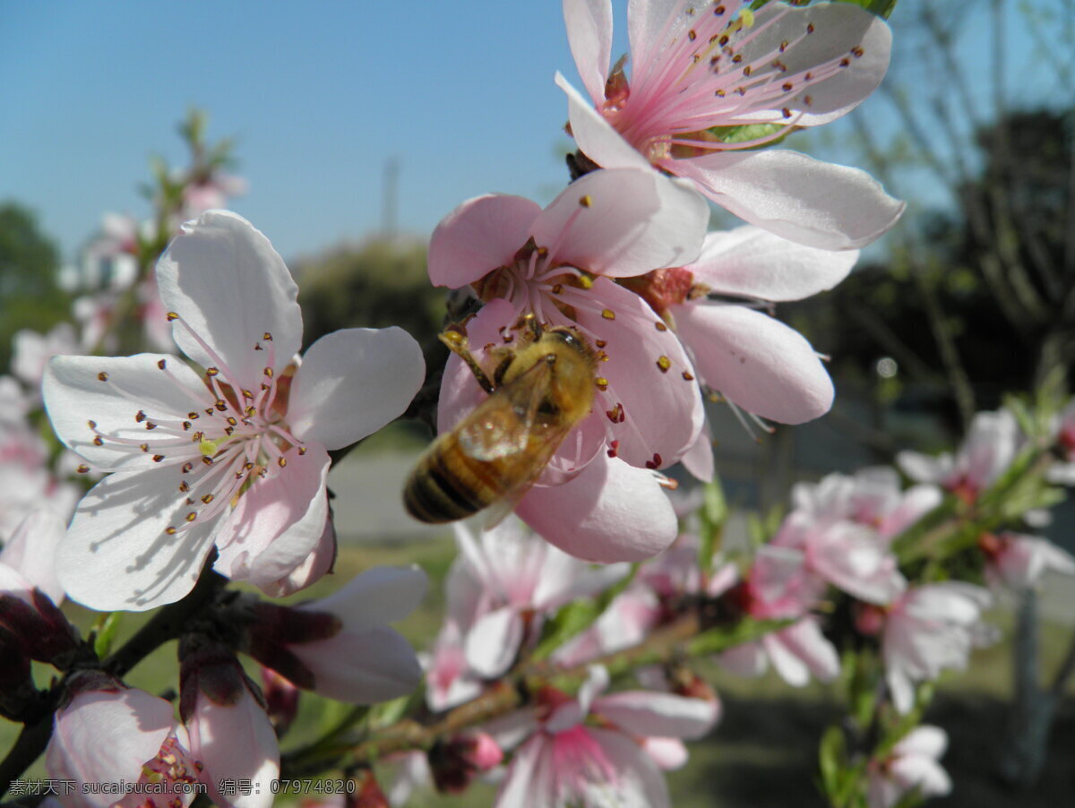 春天 桃花 蜜蜂 花朵写真 灰色