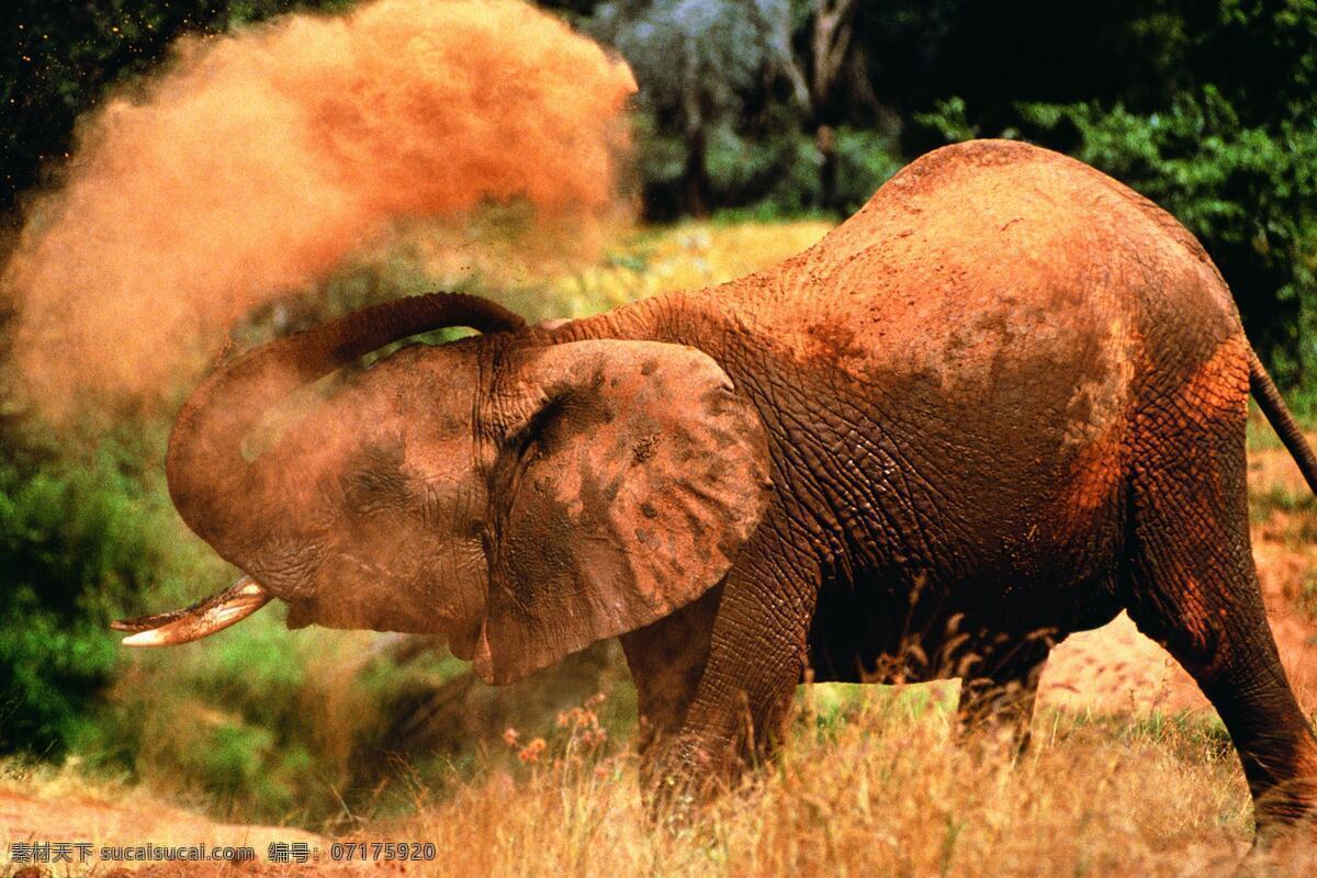 大象 野象 野性 户外 草原 蓝天 猛兽 野兽 凶猛 哺乳动物 自然生物 生物世界 野生动物 大象王 国 动物世界 摄影动植物类